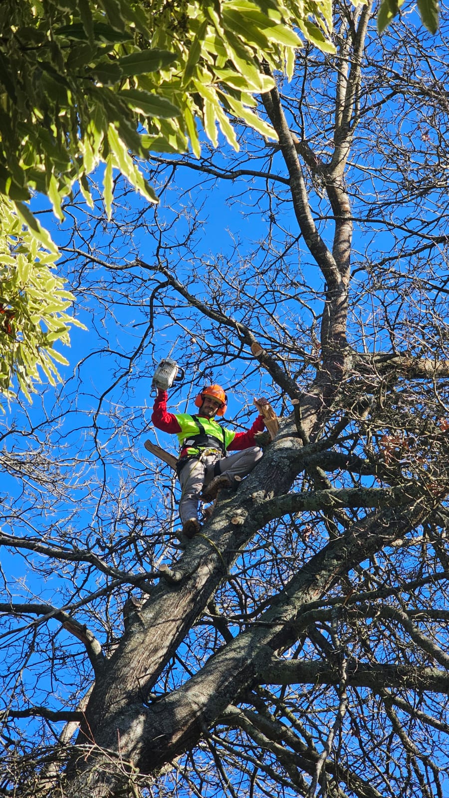 AJ Quality Arborists Cover Image